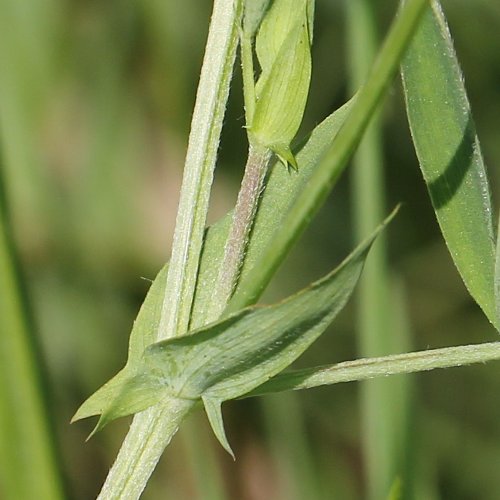 Wiesen-Platterbse / Lathyrus pratensis