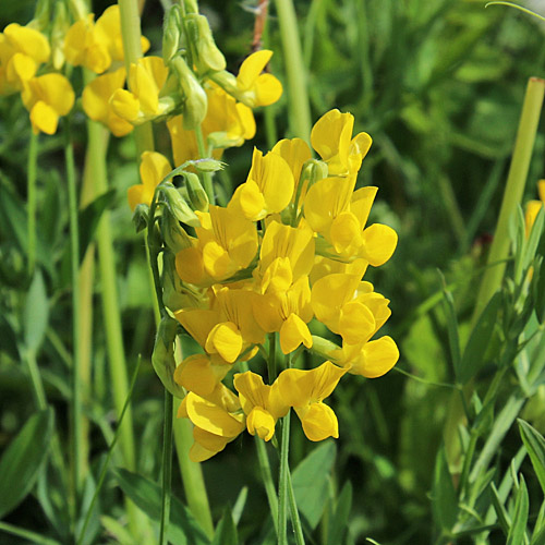 Wiesen-Platterbse / Lathyrus pratensis