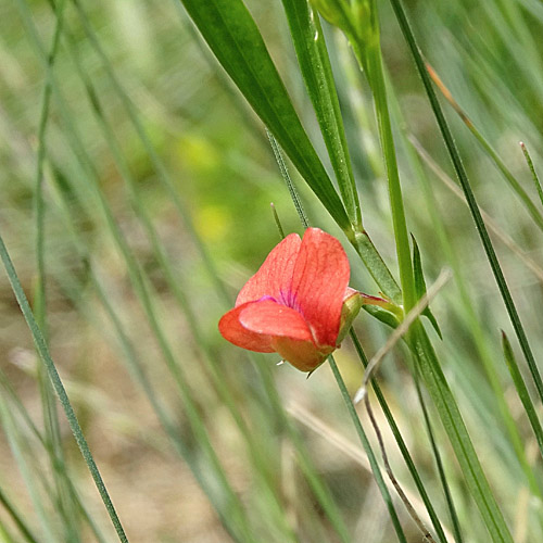 Kugelsamige Platterbse / Lathyrus sphaericus