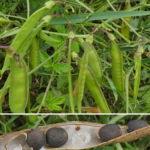 Wald-Platterbse / Lathyrus sylvestris