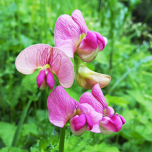 Wald-Platterbse / Lathyrus sylvestris