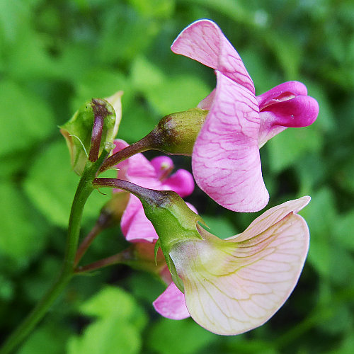 Wald-Platterbse / Lathyrus sylvestris