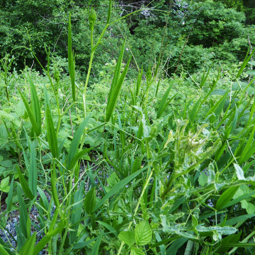 Wald-Platterbse / Lathyrus sylvestris