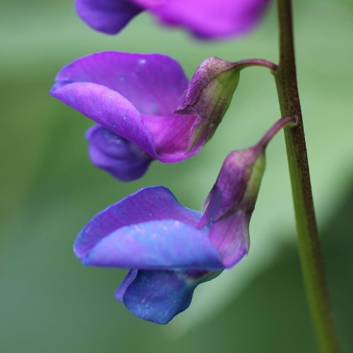 Gewöhnliche Frühlings-Platterbse / Lathyrus vernus