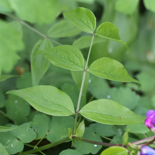 Gewöhnliche Frühlings-Platterbse / Lathyrus vernus