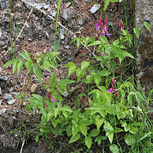 Gewöhnliche Frühlings-Platterbse / Lathyrus vernus