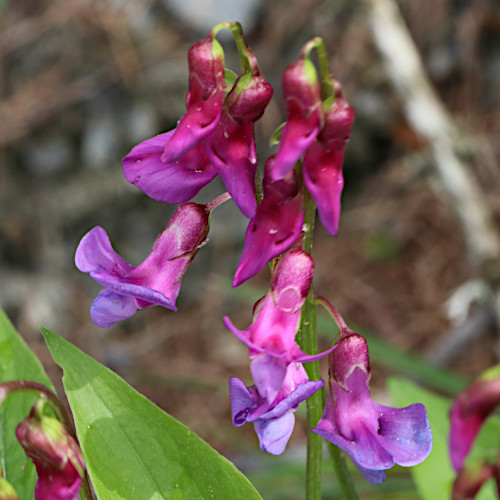 Gewöhnliche Frühlings-Platterbse / Lathyrus vernus