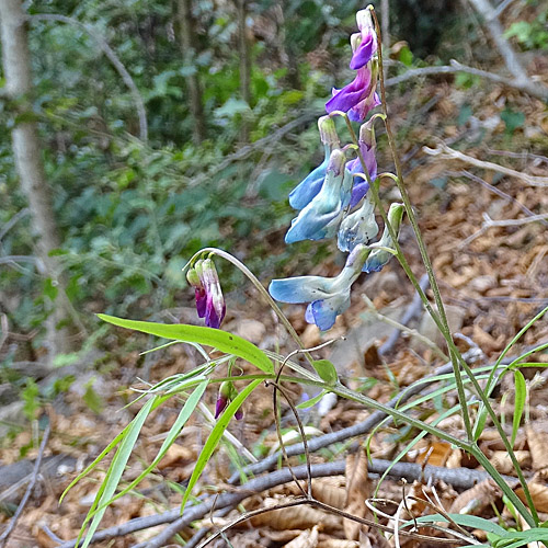 Zierliche Frühlings-Platterbse / Lathyrus vernus subsp. gracilis