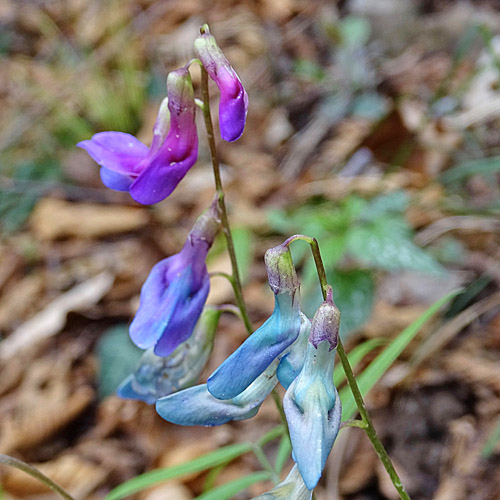 Zierliche Frühlings-Platterbse / Lathyrus vernus subsp. gracilis