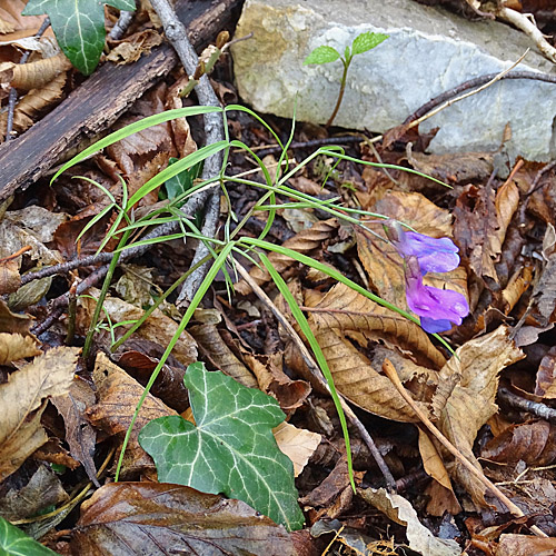 Zierliche Frühlings-Platterbse / Lathyrus vernus subsp. gracilis