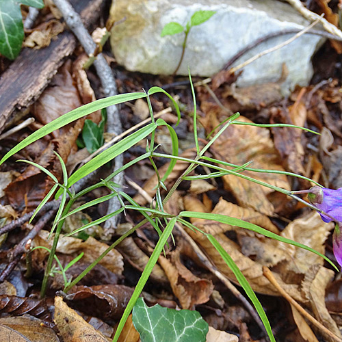 Zierliche Frühlings-Platterbse / Lathyrus vernus subsp. gracilis