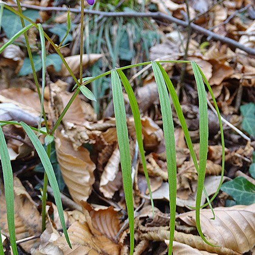 Zierliche Frühlings-Platterbse / Lathyrus vernus subsp. gracilis