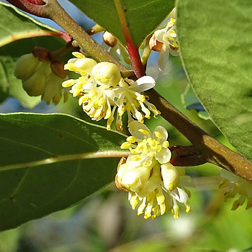 Edel-Lorbeer / Laurus nobilis