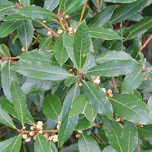 Edel-Lorbeer / Laurus nobilis