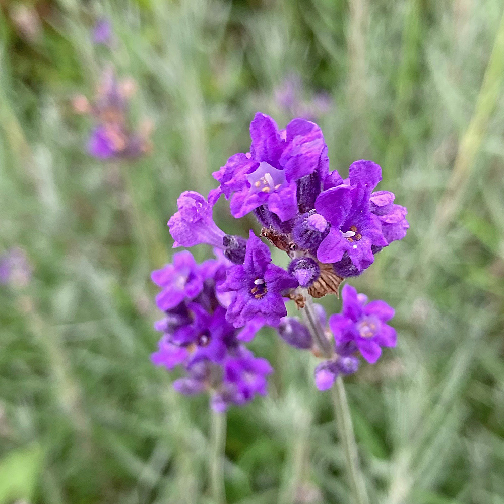 Echter Lavendel / Lavandula angustifolia