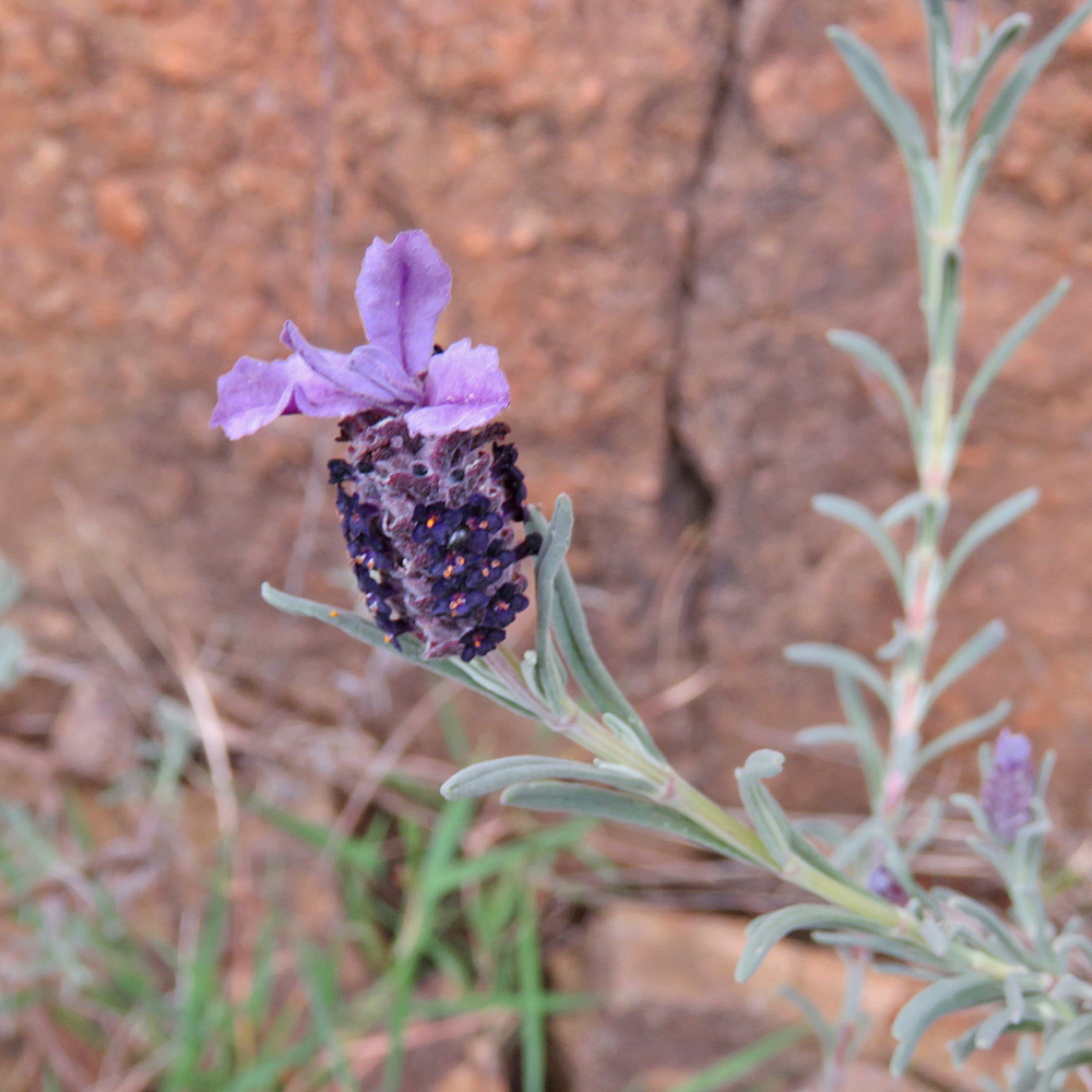 Schopf-Lavendel / Lavandula stoechas