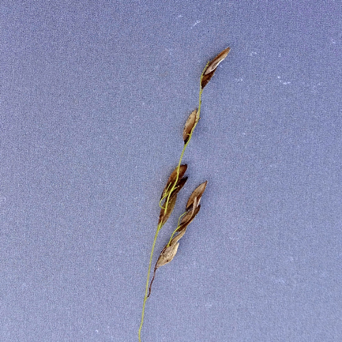 Wilder Reis / Leersia oryzoides