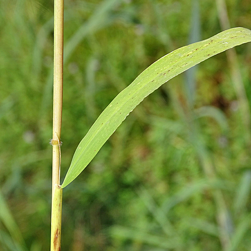 Wilder Reis / Leersia oryzoides