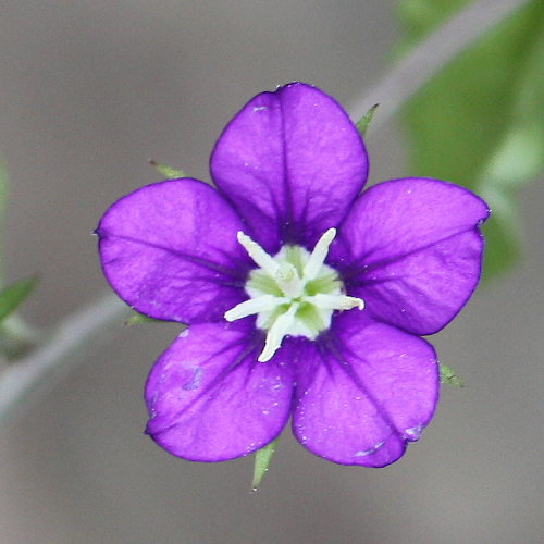 Venus-Frauenspiegel / Legousia speculum-veneris