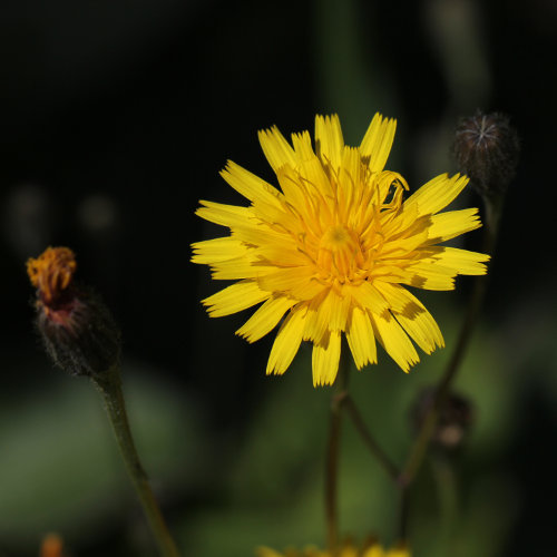 Herbst-Milchkraut / Leontodon autumnalis