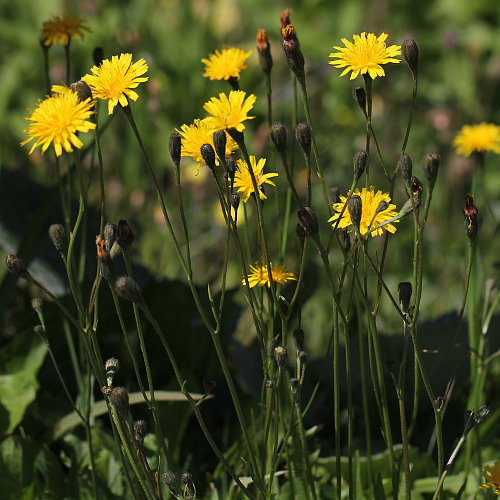 Herbst-Milchkraut / Leontodon autumnalis