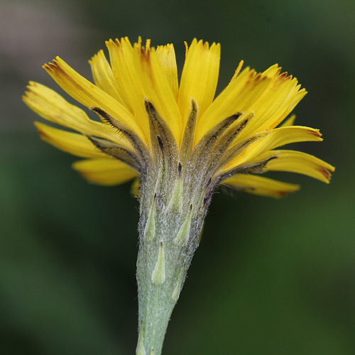 Herbst-Milchkraut / Leontodon autumnalis