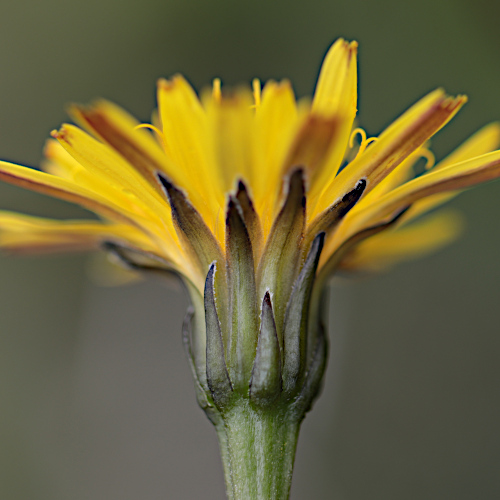 Glattes Schutt-Milchkraut / Leontodon hispidus ssp.hyoseroides