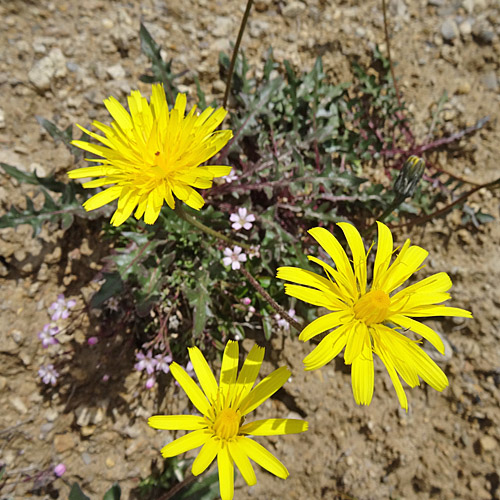 Glattes Schutt-Milchkraut / Leontodon hispidus ssp.hyoseroides