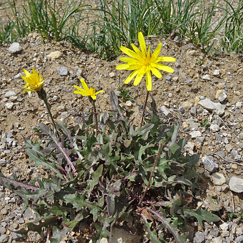 Glattes Schutt-Milchkraut / Leontodon hispidus ssp.hyoseroides