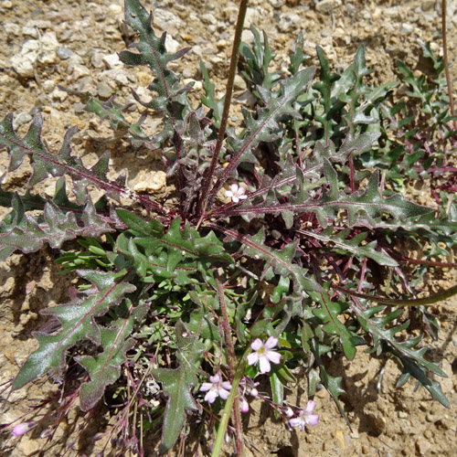 Glattes Schutt-Milchkraut / Leontodon hispidus ssp.hyoseroides