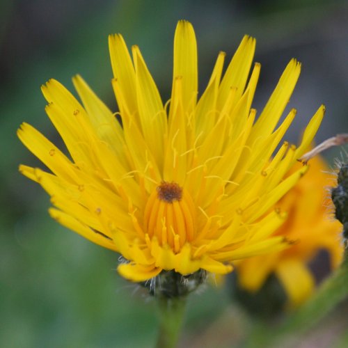 Raues Schutt-Milchkraut / Leontodon hispidus ssp. pseudocrispus