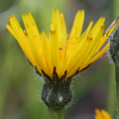 Raues Schutt-Milchkraut / Leontodon hispidus ssp. pseudocrispus