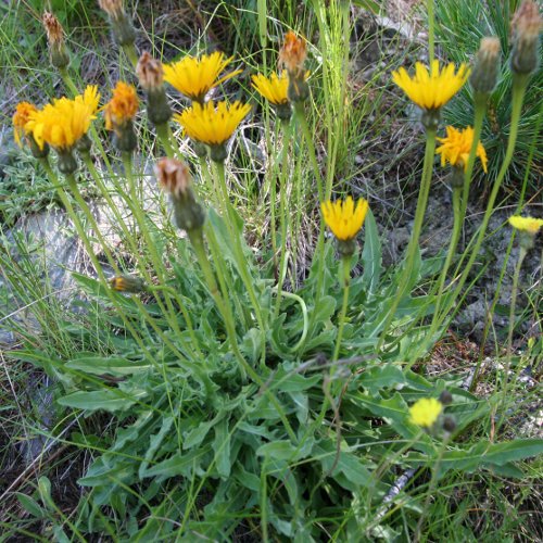 Raues Schutt-Milchkraut / Leontodon hispidus ssp. pseudocrispus