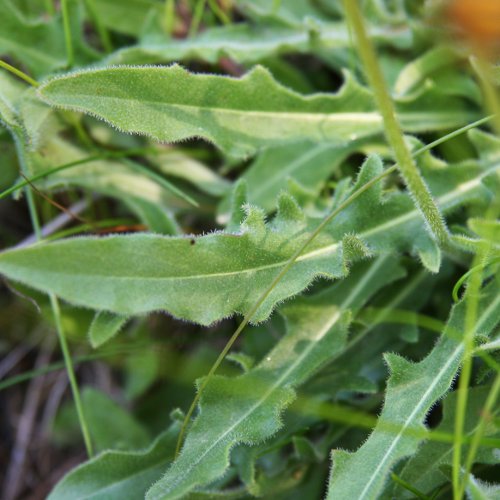 Raues Schutt-Milchkraut / Leontodon hispidus ssp. pseudocrispus