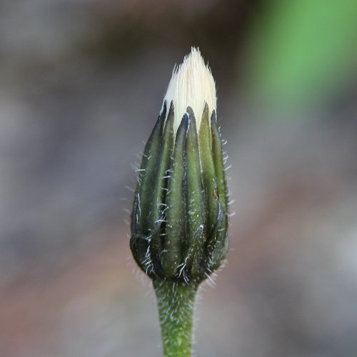 Raues Schutt-Milchkraut / Leontodon hispidus ssp. pseudocrispus