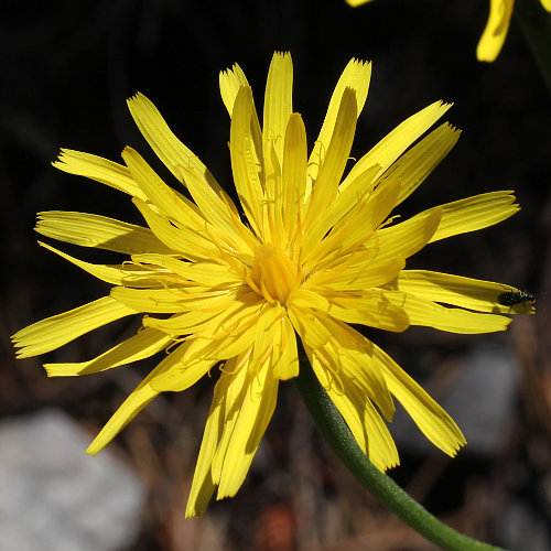 Gewöhnliches Graues Milchkraut / Leontodon incanus subsp. incanus