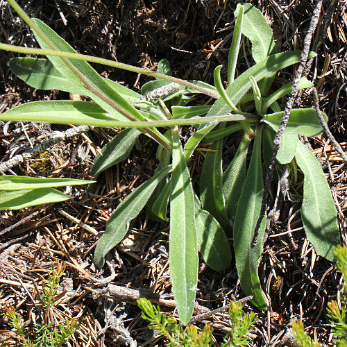 Gewöhnliches Graues Milchkraut / Leontodon incanus subsp. incanus