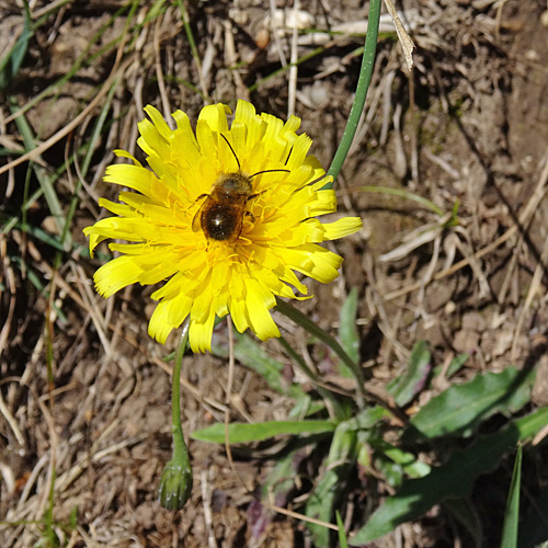 Schmalblütiges Graues Milchkraut / Leontodon incanus subsp. tenuiflorus