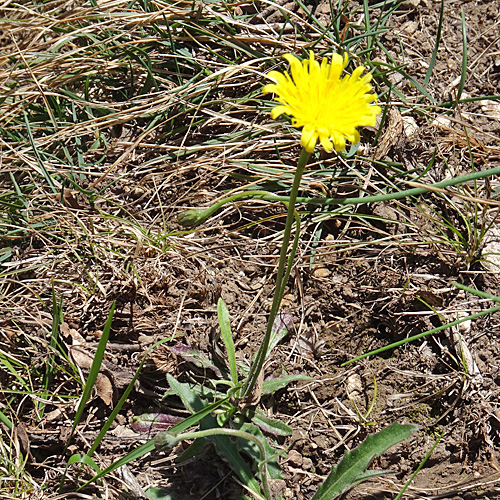 Schmalblütiges Graues Milchkraut / Leontodon incanus subsp. tenuiflorus