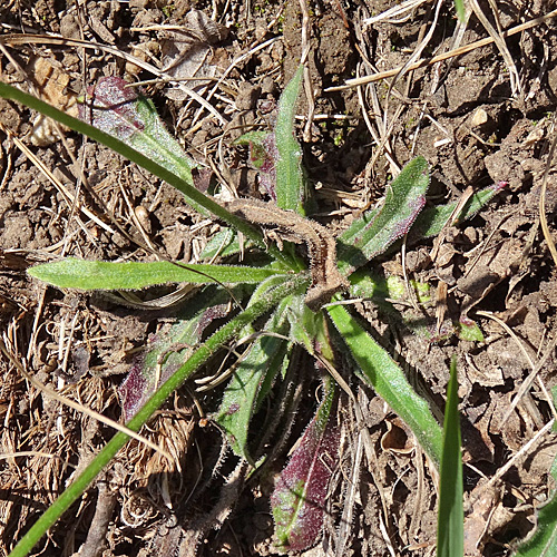 Schmalblütiges Graues Milchkraut / Leontodon incanus subsp. tenuiflorus