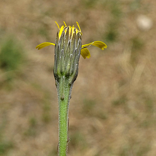 Schmalblütiges Graues Milchkraut / Leontodon incanus subsp. tenuiflorus