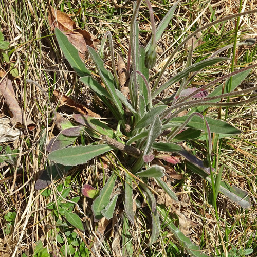 Schmalblütiges Graues Milchkraut / Leontodon incanus subsp. tenuiflorus