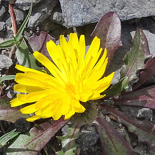 Berg-Milchkraut / Leontodon montanus