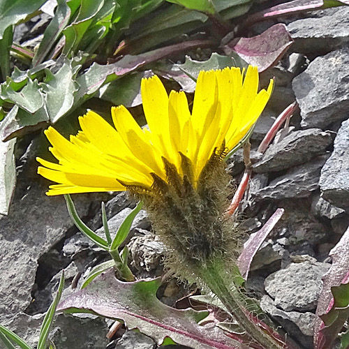 Berg-Milchkraut / Leontodon montanus