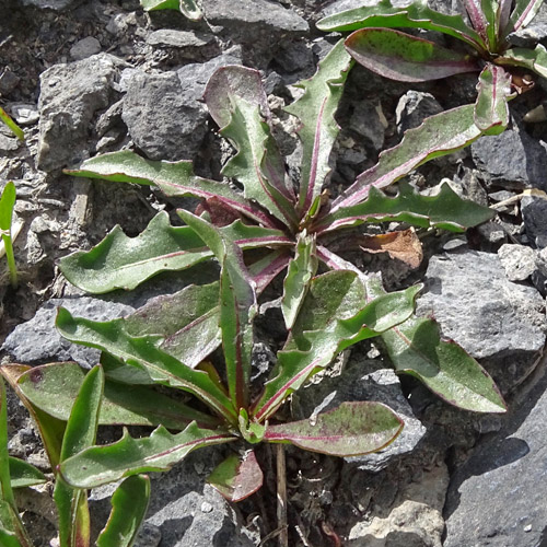 Berg-Milchkraut / Leontodon montanus