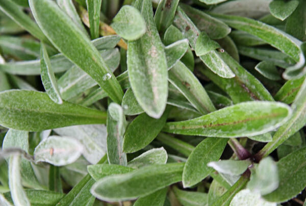 Edelweiss / Leontopodium alpinum