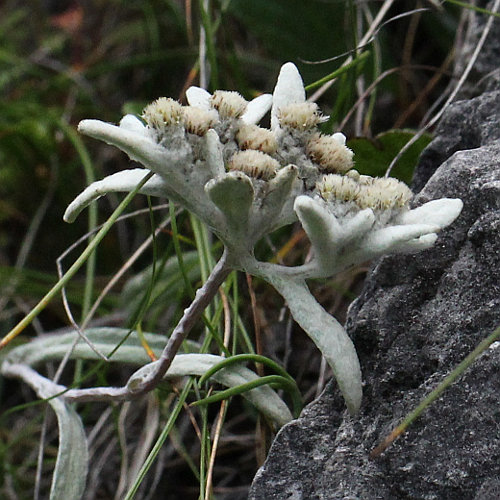 Edelweiss / Leontopodium alpinum