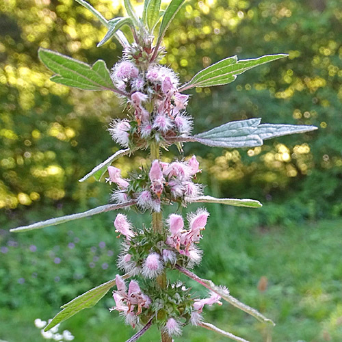 Löwenschwanz / Leonurus cardiaca