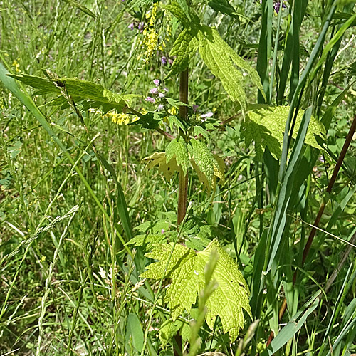 Löwenschwanz / Leonurus cardiaca