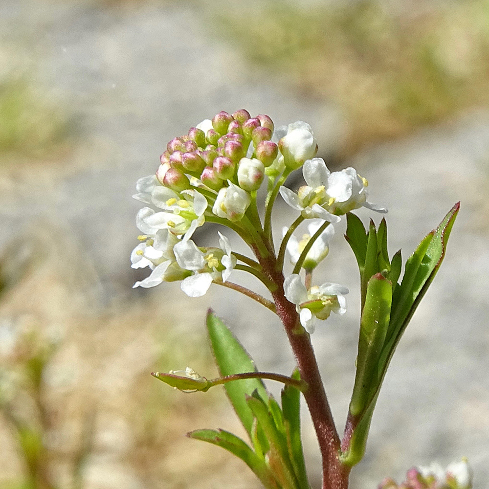 Virginische Kresse / Lepidium virginicum (Foto: ©Christian Kaderli) Virginische Kresse / Lepidium virginicum